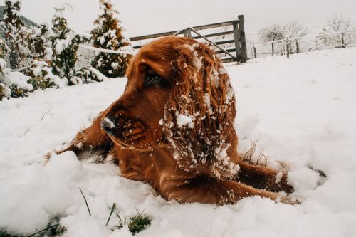 brown dog snow