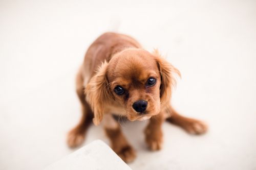 brown dog puppy