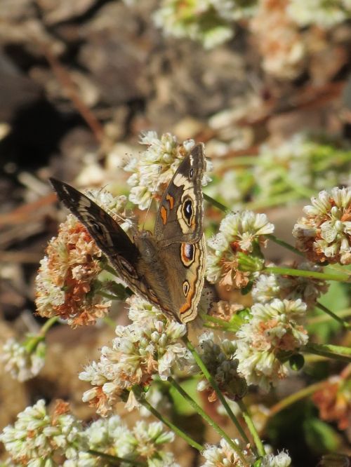brown butterfly moth