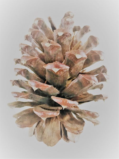 brown pine cone