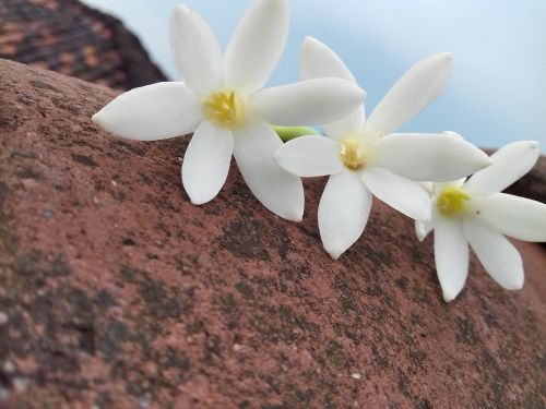 brown beautiful jasmine