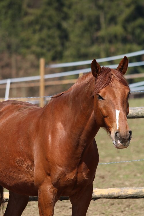 brown  horse  animal