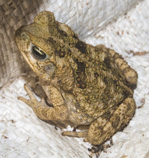 brown  frog  closeup