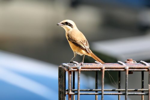 brown  shrike  wild