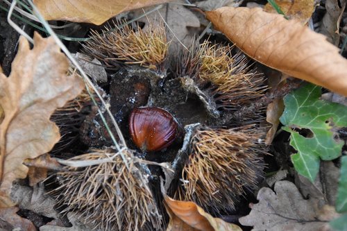 brown  chestnut  forest