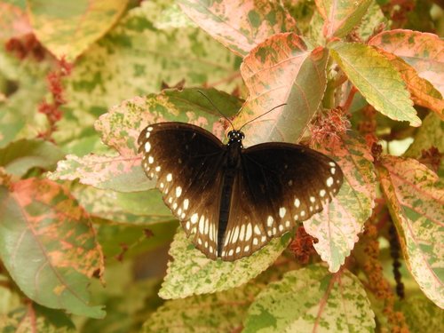 brown  leaves  butterfly