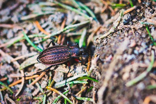brown  beetle  forest floor