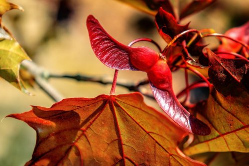 brown  nature  autumn