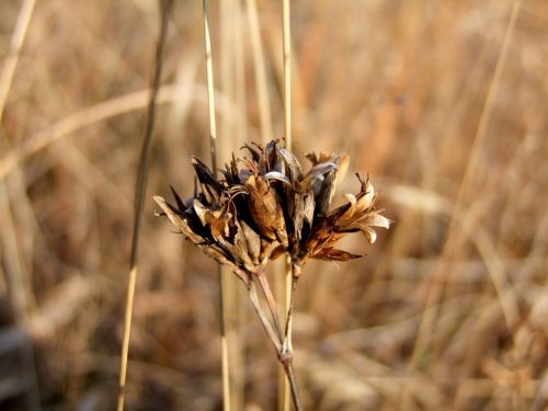 brown grass stem