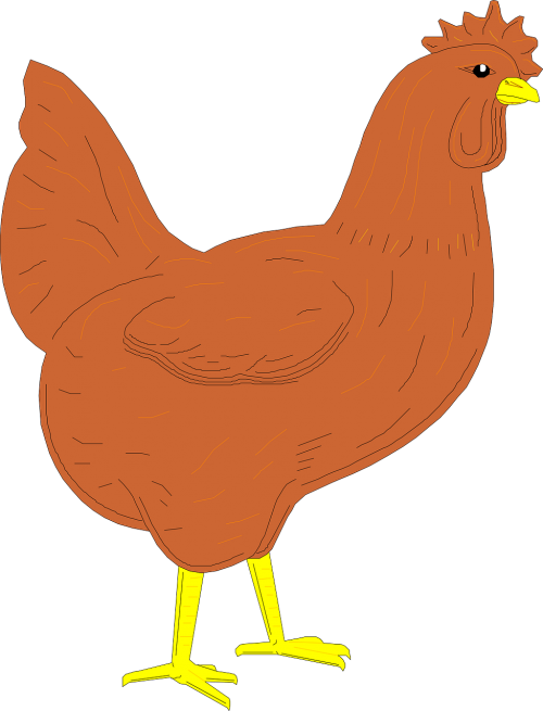 brown bird rooster