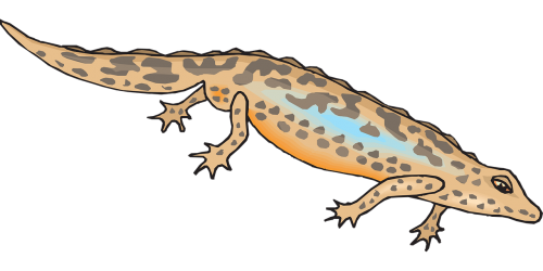 brown blue salamander