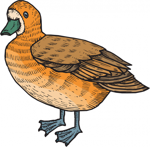 brown orange bird