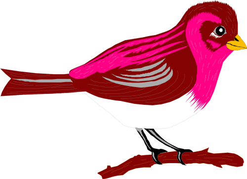 brown pink bird