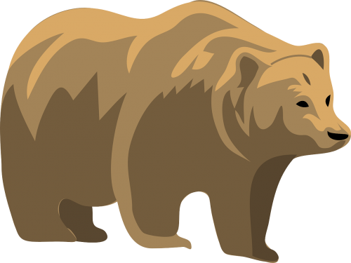 brown bear animal