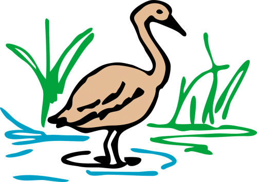 brown duck goose