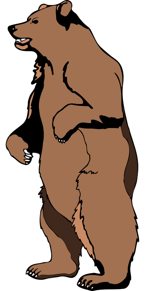 brown bear standing