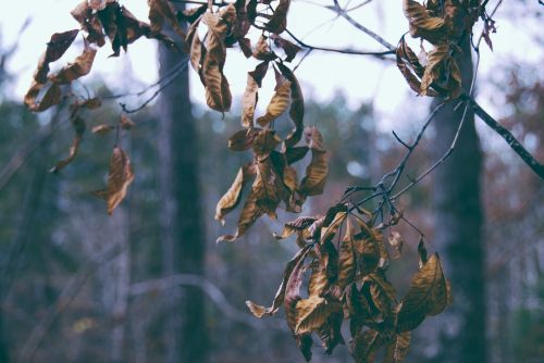 brown leaves nature