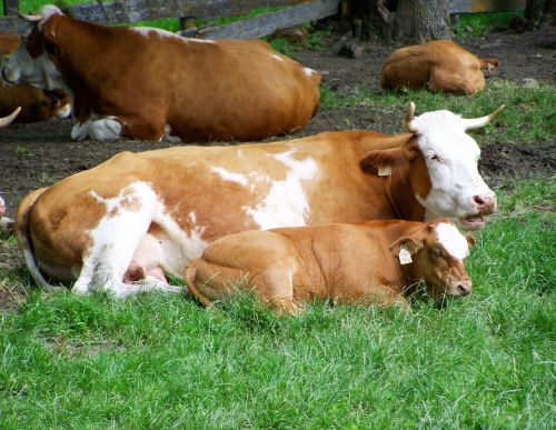 brown and white cow mother and borja cattle
