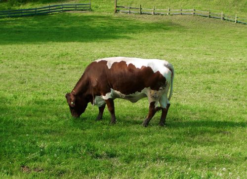 brown and white cow green pastures cattle