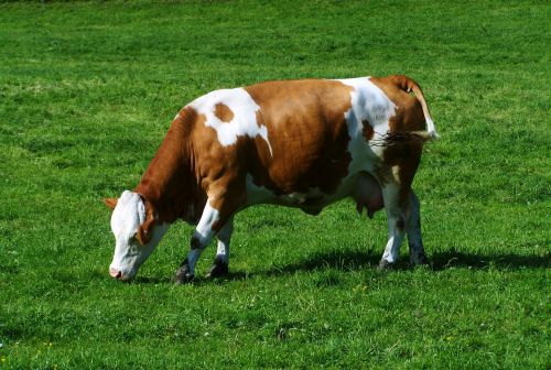 brown and white cow green pastures cattle