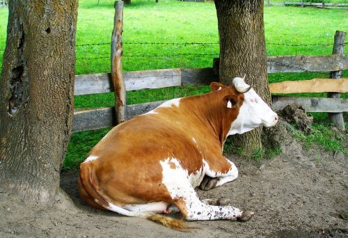 brown and white cow relax regurgitate