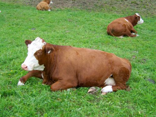 brown and white cow regurgitate relax