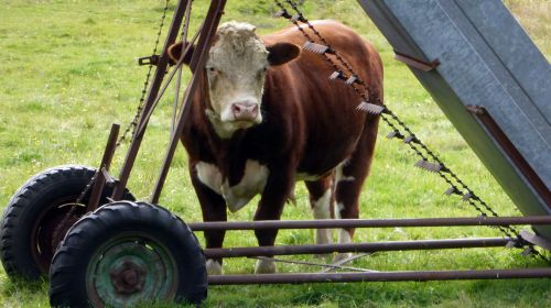 Brown And White Cow