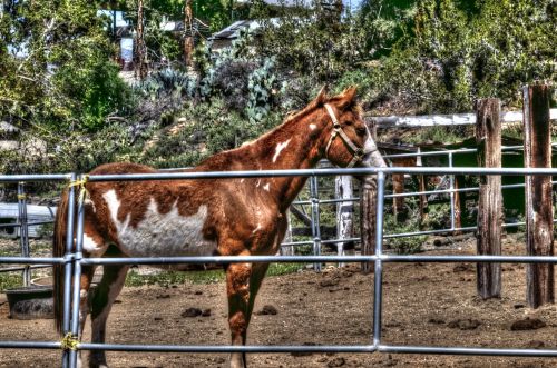 Brown And White Horse