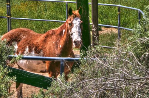 Brown And White Horse