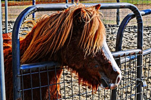 Brown And White Horse