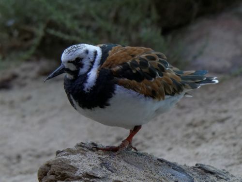 Brown And White Plover