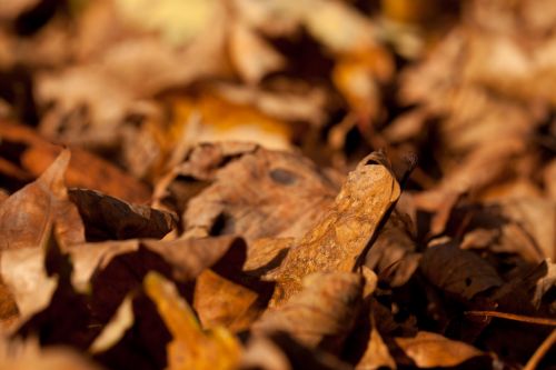 Brown Autumn Leaves