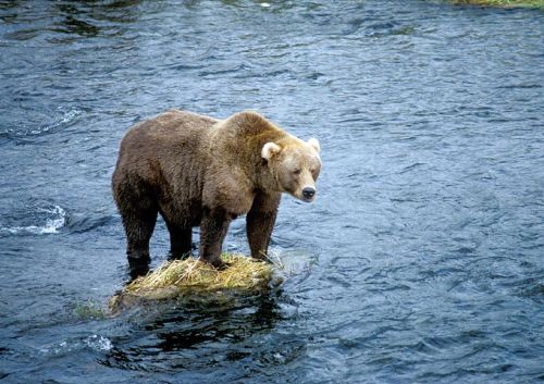 brown bear portrait wilderness