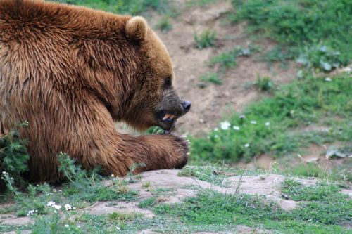 brown bear food dangerous