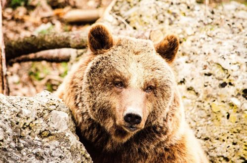brown bear bear zoo