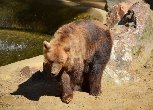 Brown Bear