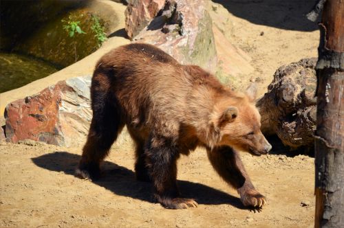 Brown Bear