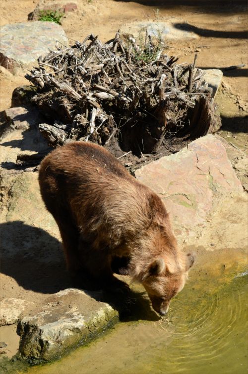 Brown Bear