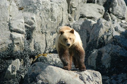 brown bear coastal portrait