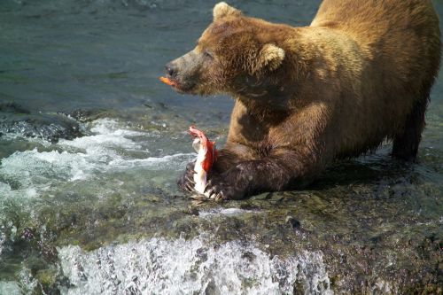 Brown Bear