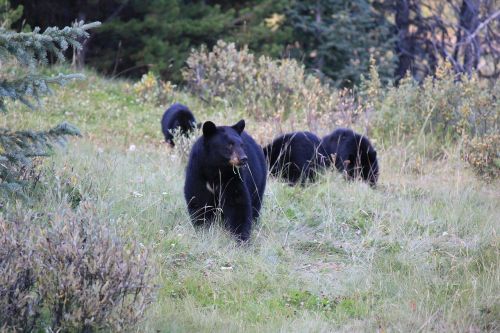 brown bear canada wild