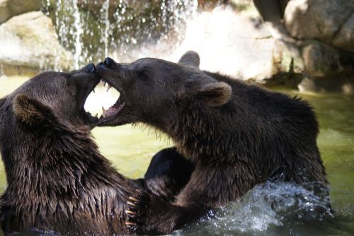 brown bear water animals