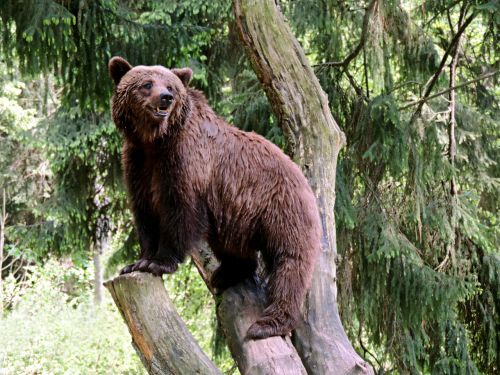 brown bear bear mammal