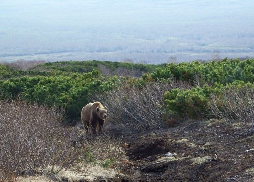 brown bear predator wild beast