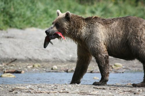 brown bear predator wild beast