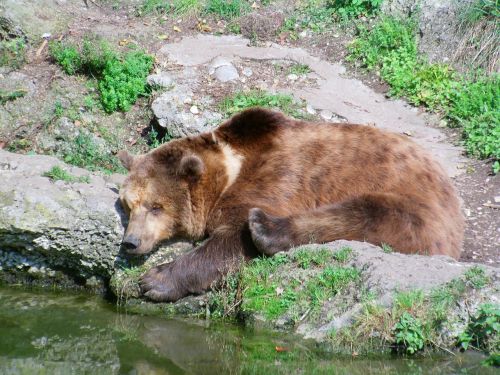 brown bear relaxed bear