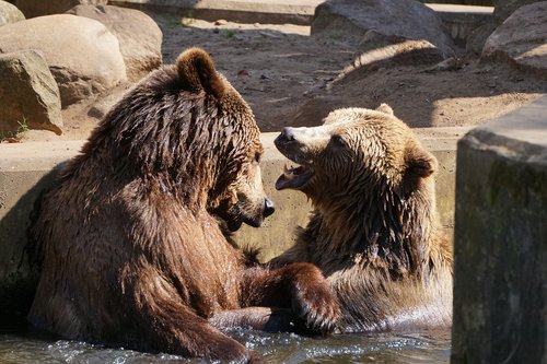 brown bear  zoo  mammal