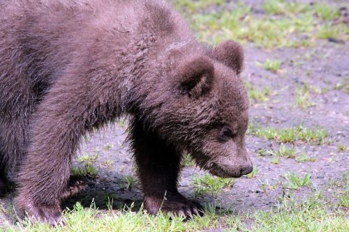 brown bear ursus arctos kamchatka bear