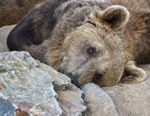 brown bear  portrait  ursidé