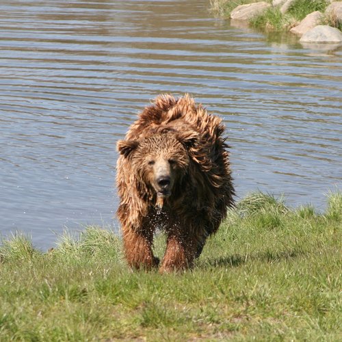 brown bear  the scandinavian wildlife park  kolind
